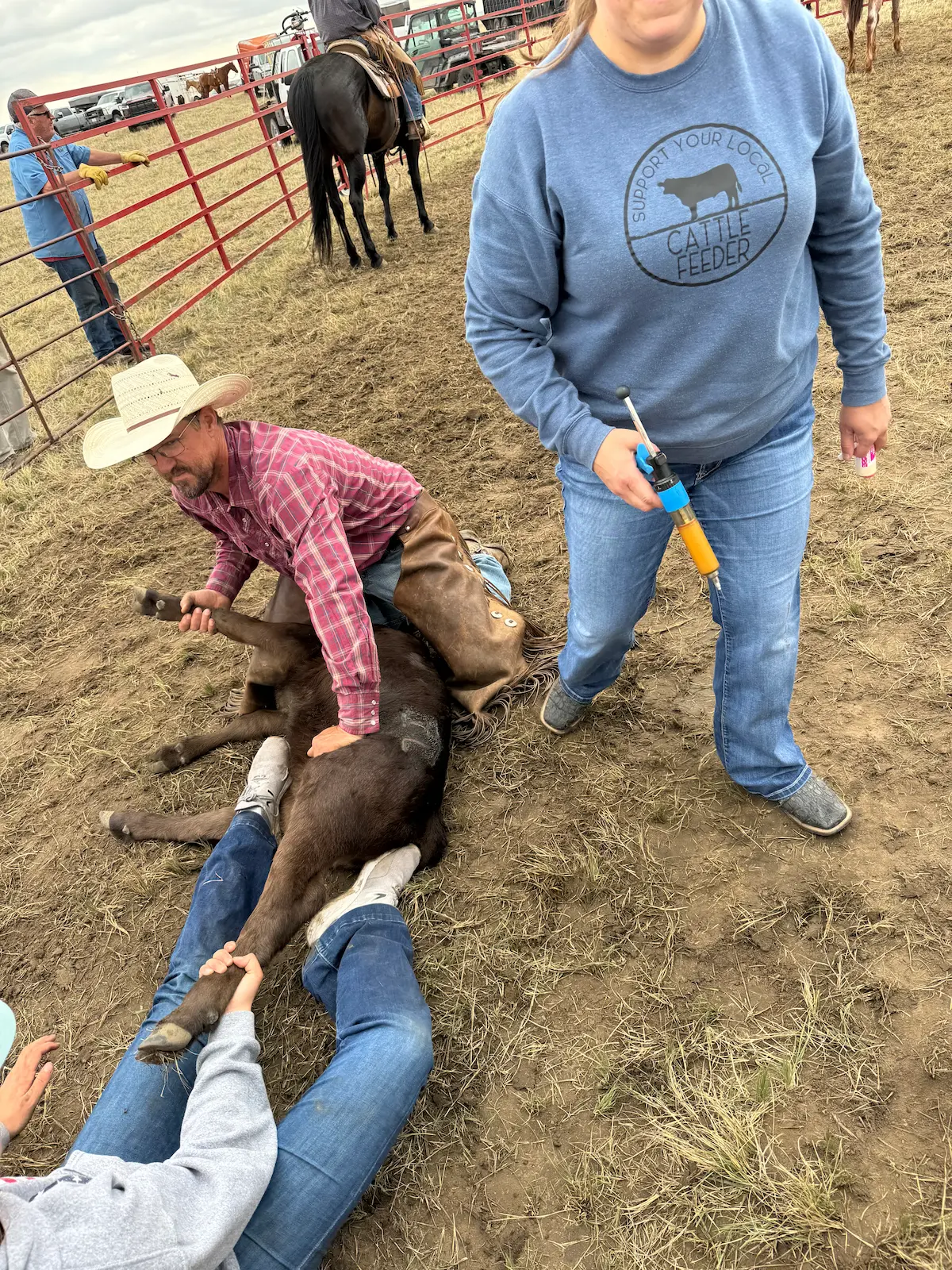 Powell Parker flanking and holding down a calf in chaps during branding and vaccinations