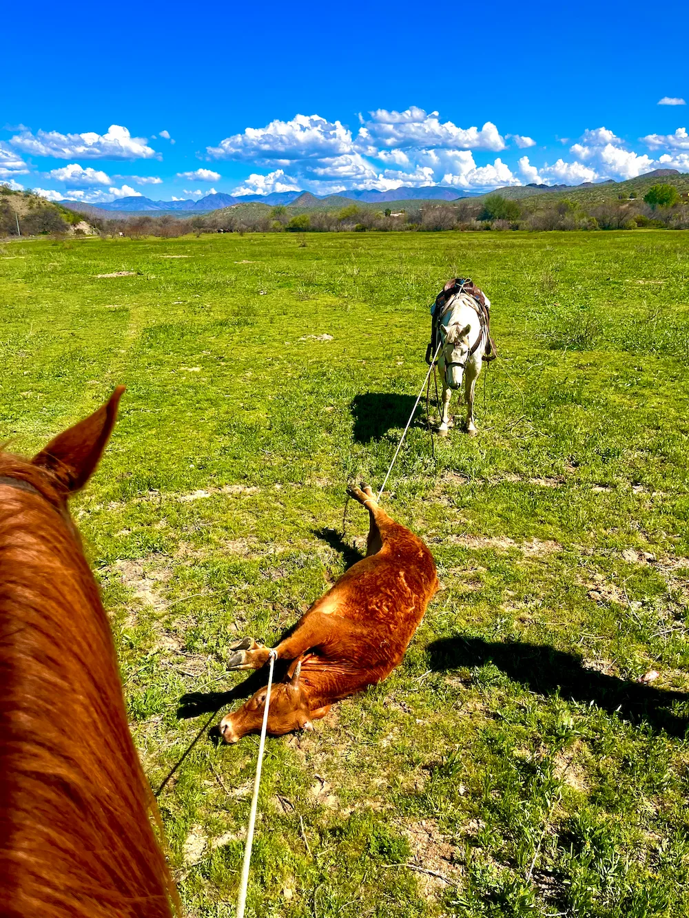 Doctoring a yearling steer stretched out between two horses on taut ropes in open pasture